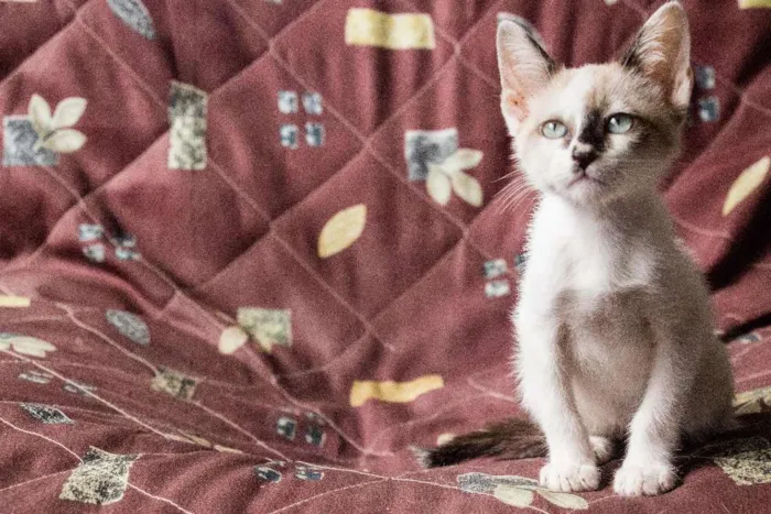Gato ra a  idade Abaixo de 2 meses nome Beto