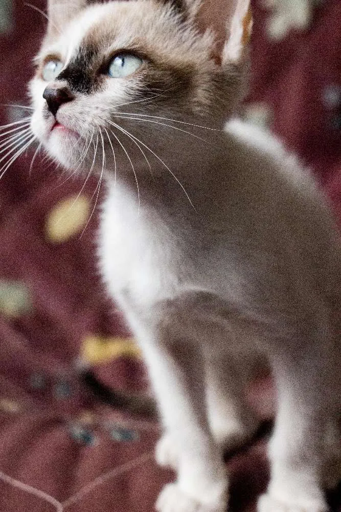 Gato ra a  idade Abaixo de 2 meses nome Beto