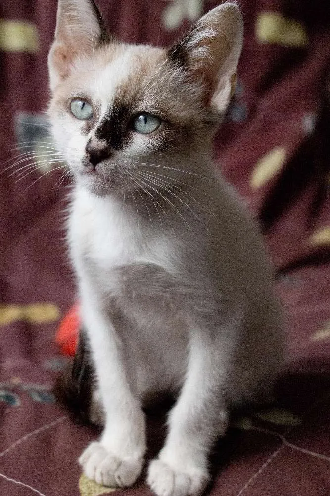 Gato ra a  idade Abaixo de 2 meses nome Beto