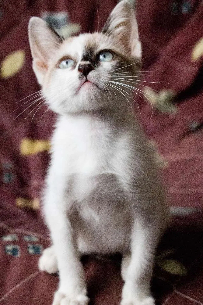 Gato ra a  idade Abaixo de 2 meses nome Beto