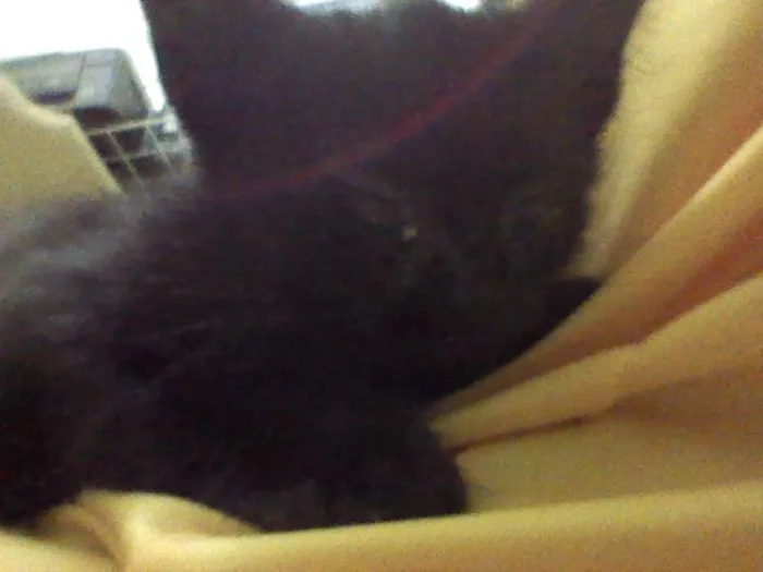 Gato ra a  idade 2 a 6 meses nome não tem
