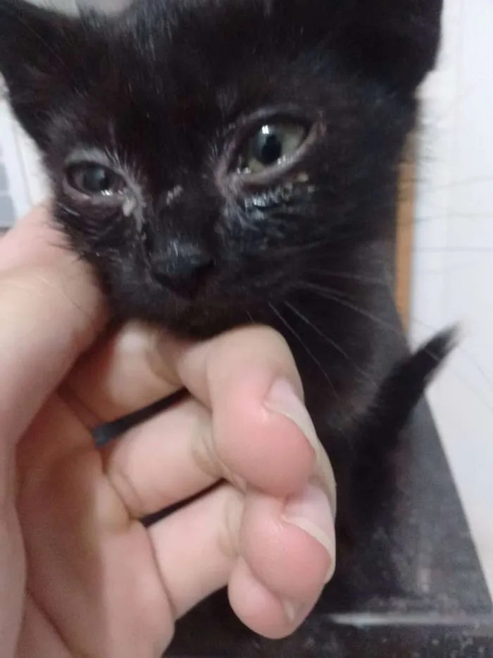 Gato ra a  idade 2 a 6 meses nome não tem