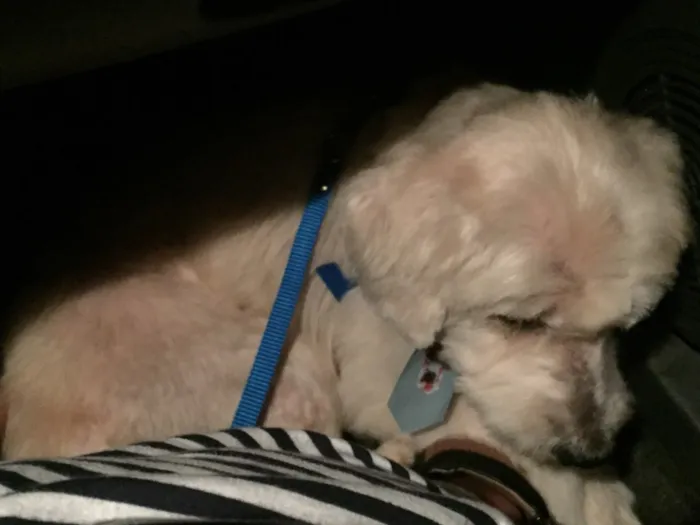 Cachorro ra a Vira-lata idade 6 ou mais anos nome Caroço