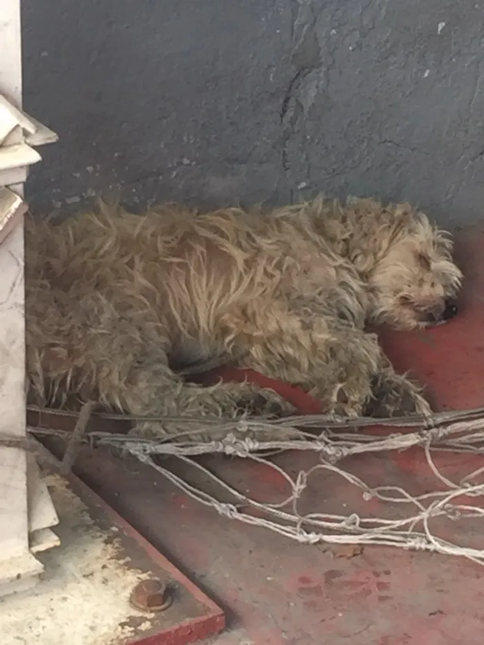 Cachorro ra a Vira-lata idade 6 ou mais anos nome Caroço