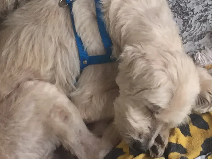Cachorro ra a Vira-lata idade 6 ou mais anos nome Caroço