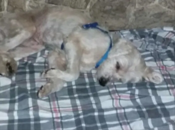 Cachorro ra a Vira-lata idade 6 ou mais anos nome Caroço