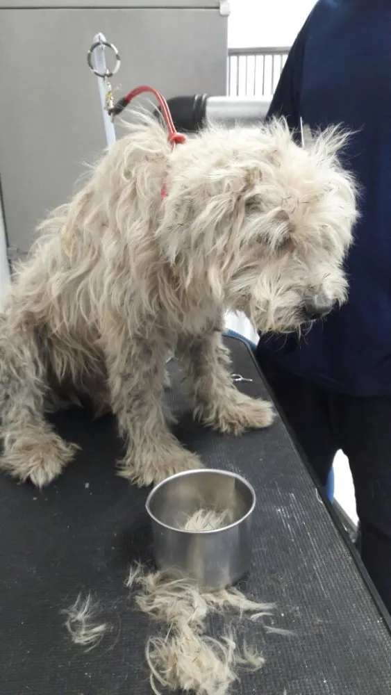Cachorro ra a Vira-lata idade 6 ou mais anos nome Caroço