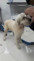 Caroço