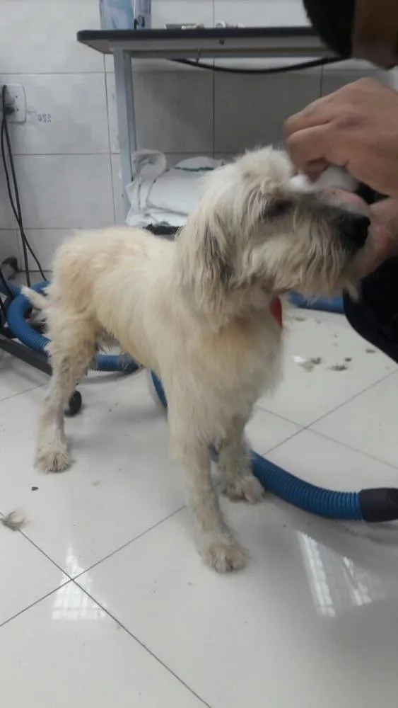 Cachorro ra a Vira-lata idade 6 ou mais anos nome Caroço