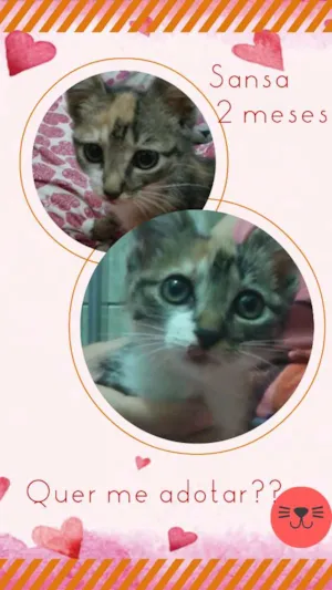 Gato raça SRD idade 2 a 6 meses nome Sansa
