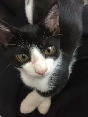 Gato raça Felina idade Abaixo de 2 meses nome Apolo e Bela