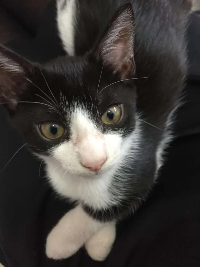Gato ra a Felina idade Abaixo de 2 meses nome Apolo e Bela