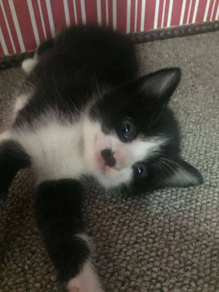Gato ra a Felina idade Abaixo de 2 meses nome Apolo e Bela