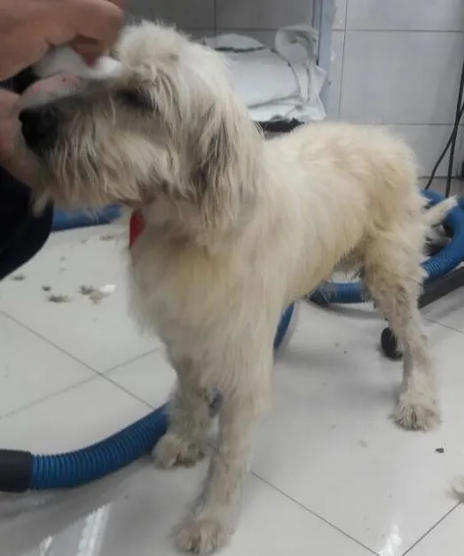 Cachorro ra a Vira-lata idade 6 ou mais anos nome Caroço