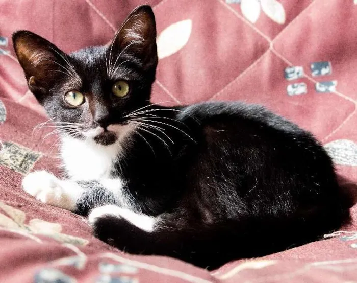 Gato ra a SRD idade 2 a 6 meses nome Ana