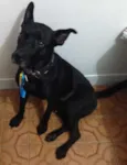 Apollo