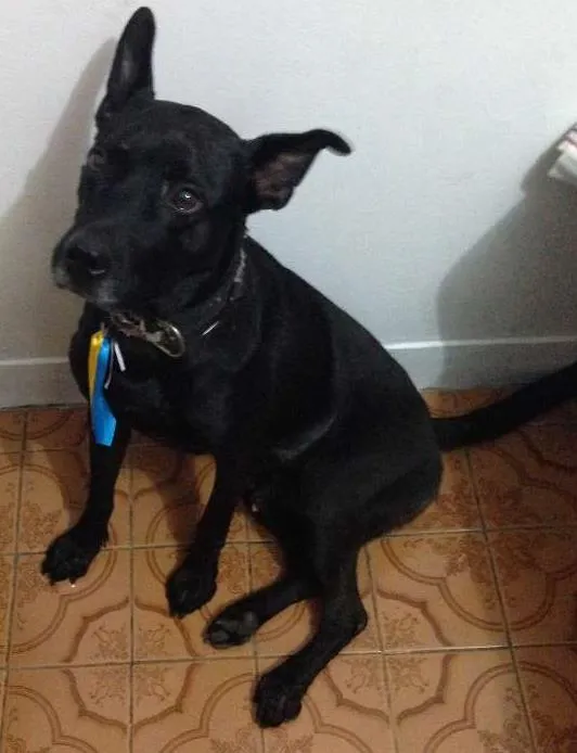 Cachorro ra a srd idade 1 ano nome Apollo