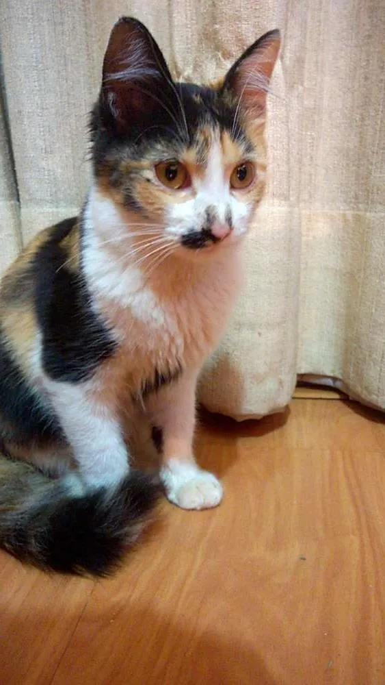 Gato ra a Não sei idade Abaixo de 2 meses nome Sem identificação