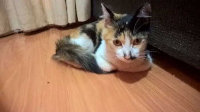 Gato ra a Não definida idade Abaixo de 2 meses nome Provisório - Nin