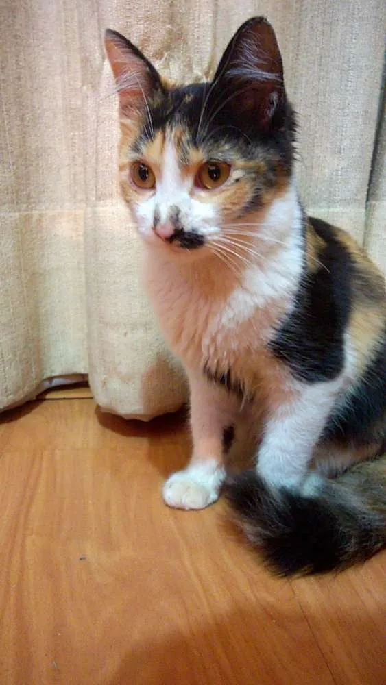 Gato ra a Não definida idade Abaixo de 2 meses nome Provisório - Nin