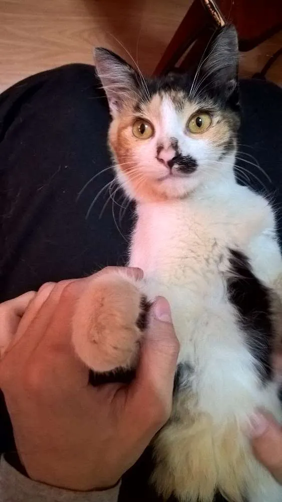 Gato ra a Não definida idade Abaixo de 2 meses nome Provisório - Nin