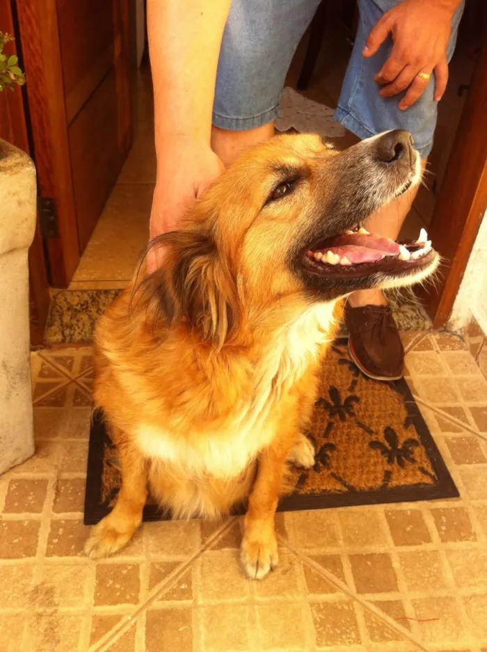 Cachorro ra a SRD idade 2 anos nome Leka