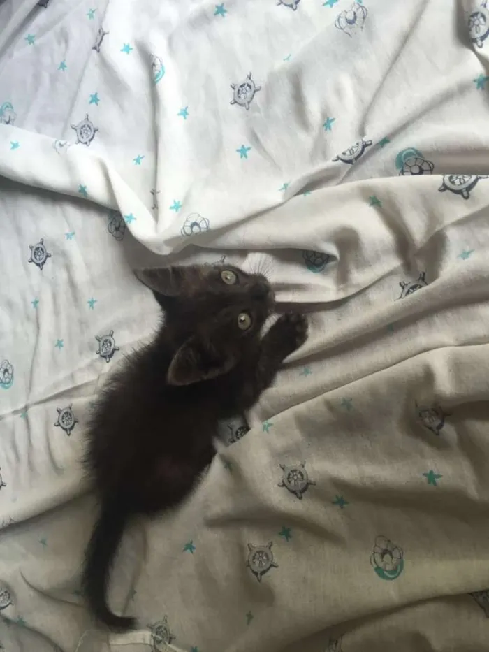 Gato ra a Sem  idade Abaixo de 2 meses nome Sem Nome