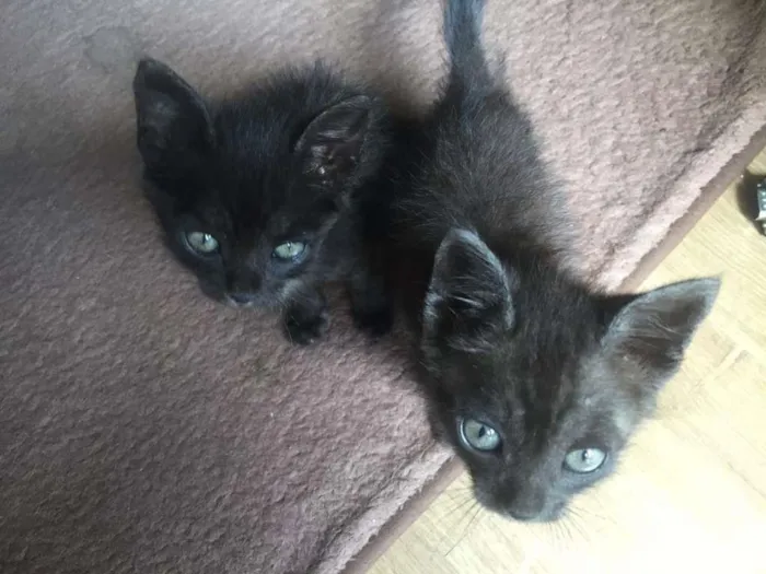 Gato ra a Sem  idade Abaixo de 2 meses nome Sem Nome