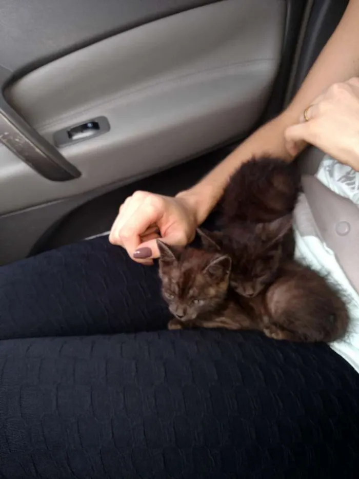 Gato ra a Sem  idade Abaixo de 2 meses nome Sem Nome