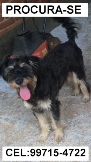 Cachorro raça SRD vira lata idade 1 ano nome Brisa
