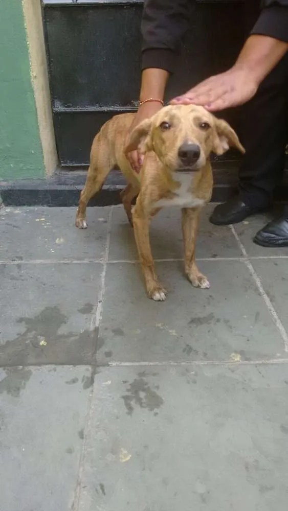 Cachorro raça Vira-lata idade 2 anos nome Bob