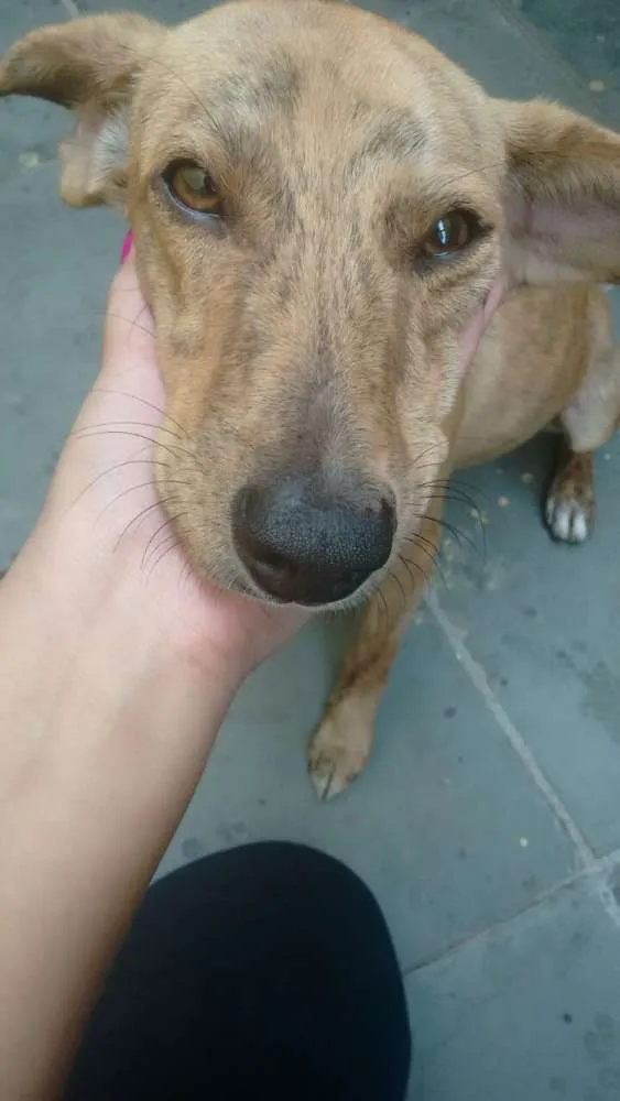 Cachorro raça Vira-lata idade 2 anos nome Bob