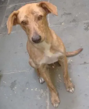 Cachorro raça Vira-lata idade 2 anos nome Bob