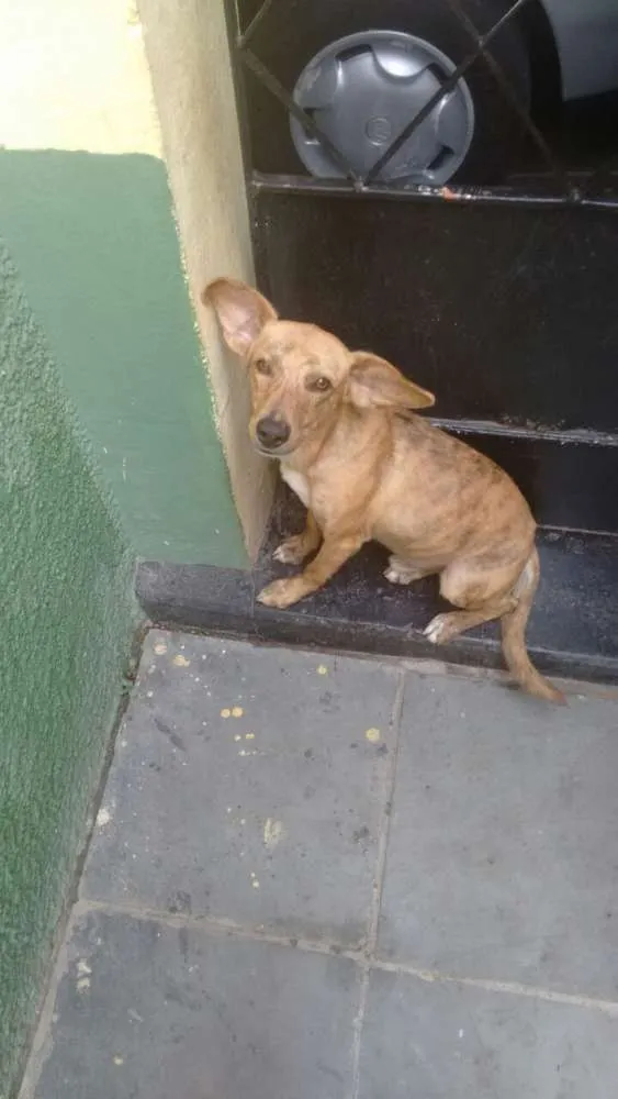 Cachorro raça Vira-lata idade 2 anos nome Bob