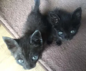 Gato raça Sem  idade Abaixo de 2 meses nome Sem Nome