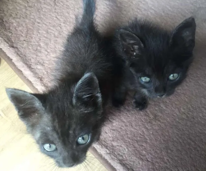 Gato ra a Sem  idade Abaixo de 2 meses nome Sem Nome