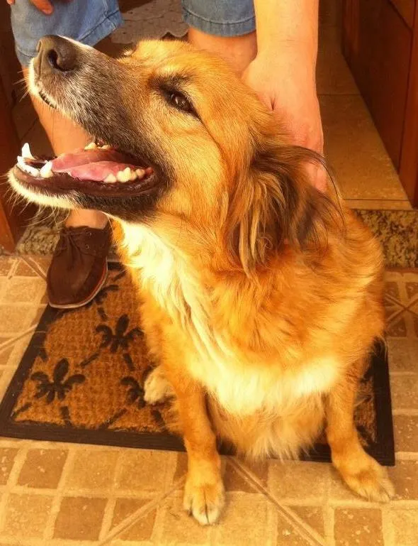 Cachorro ra a SRD idade 2 anos nome Leka
