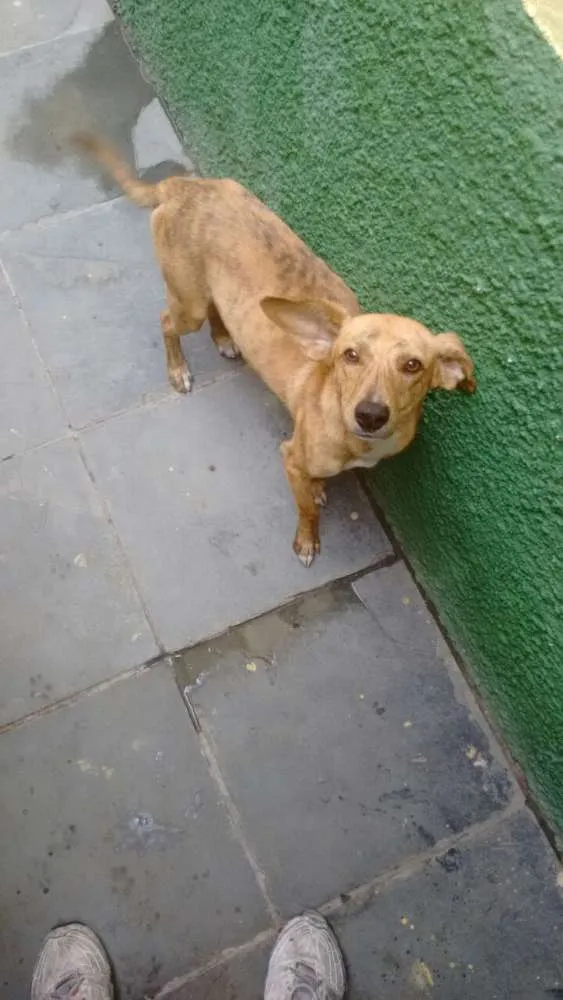 Cachorro raça Vira-lata idade 2 anos nome Bob