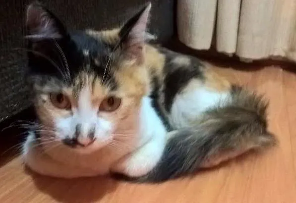 Gato ra a Não definida idade Abaixo de 2 meses nome Provisório - Nin