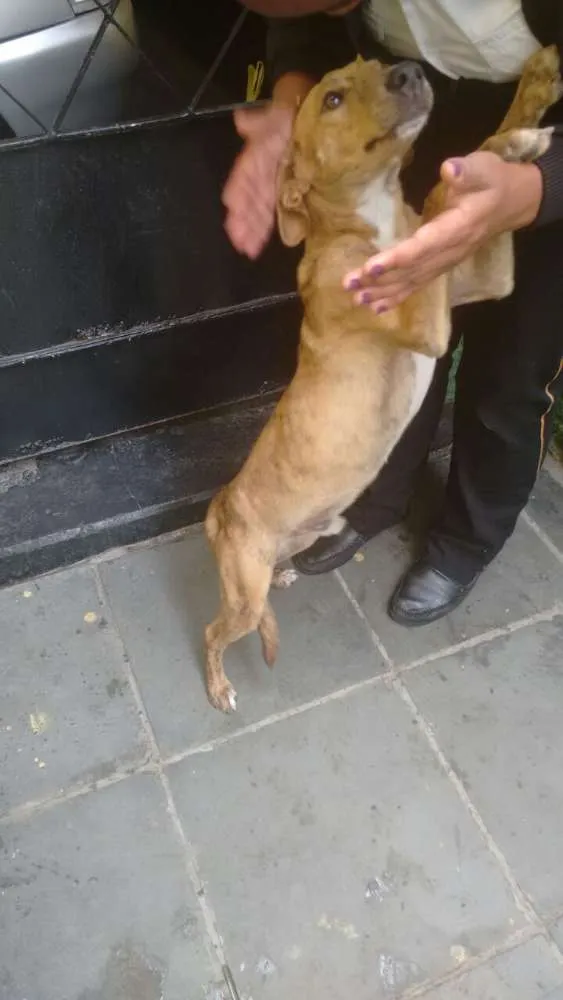 Cachorro raça Vira-lata idade 2 anos nome Bob
