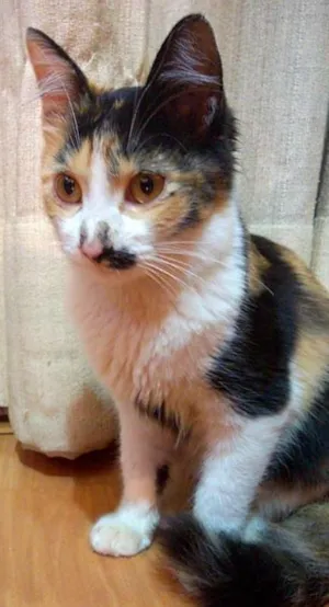Gato raça Não sei idade Abaixo de 2 meses nome Sem identificação