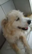 Romildo 