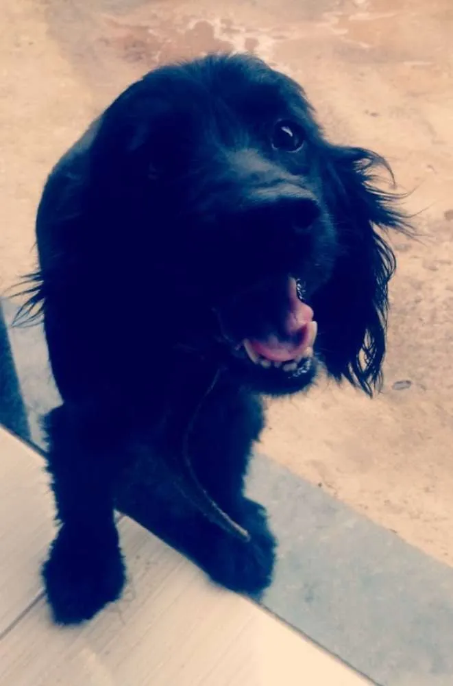 Cachorro ra a Cocker idade 6 ou mais anos nome Perola