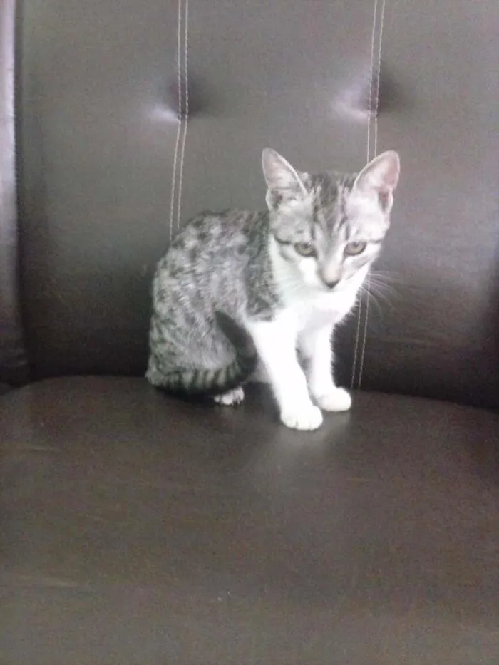 Cachorro raça  idade 2 a 6 meses nome sem nome