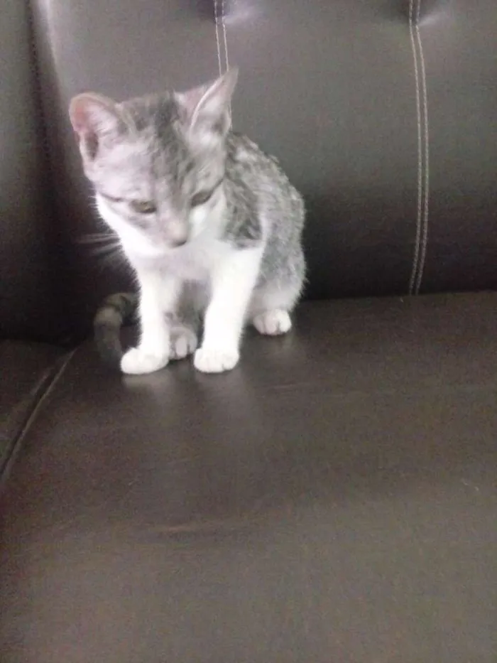 Cachorro raça  idade 2 a 6 meses nome sem nome
