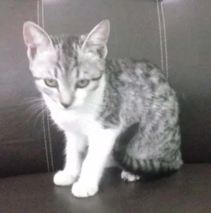 Cachorro raça  idade 2 a 6 meses nome sem nome