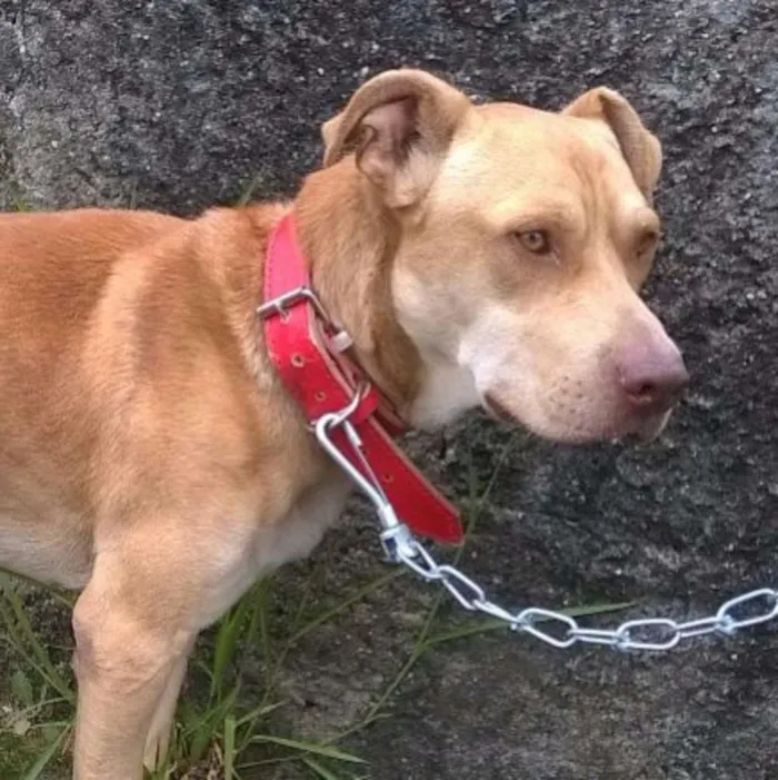 Cachorro ra a Labrador com Pit Bull idade 7 a 11 meses nome Bolt