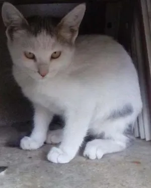 Gato raça  idade 2 a 6 meses nome sem nome