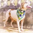 Bruno