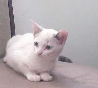 Gato raça  idade 2 a 6 meses nome sem nome